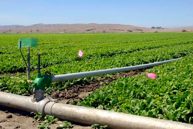 IMAGO Creative, Biodynamische Landwirtschaft Fresh young spinach in a field in Central California ready for harvest Copyright: xKarinxxHildebrandxLaux xDesignxPicsx , 30745723 Copyright: MiroslavxFerkuniakx xDesignxPics 30745723
