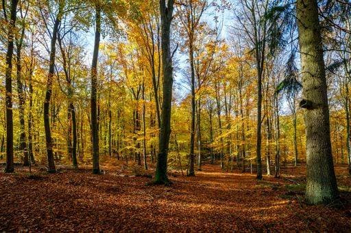 IMAGO Creative: Herbst, Lichtimpressionen RECORD DATE NOT STATED Golden Autumn in a beautiful Forest in Germany *** Goldene Herbst ÊIn einer Schönes Wald ÊIn Deutschland 3650508