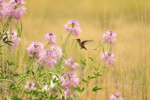 A closeup of a hummingbird flying over cleome serrulata flowers in a field *** einer closeupe des einer hummingbird fliegend trueber cleome serrulata Blumen ÊIn einer Feld 3660207