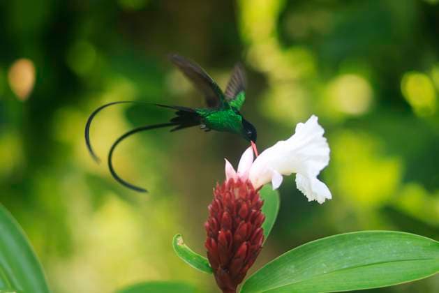 A Doctor Bird or Wimpelschwanz (Trochilus polytmus), Hummingbird, National Bird of Jamaica, Middle America A Doctor Bird or Wimpelschwanz (Trochilus polytmus), Hummingbird, National Bird of Jamaica, Middle America Copyright: xZoonar.com MarcxSchmerbeckx 19444529