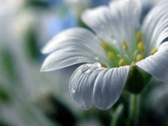 cerastium arvense Copyright: xJohnnyxBravox xDesignxPicsx , 30760784 Copyright: mariusxmihaix xDesignxPics 30760784