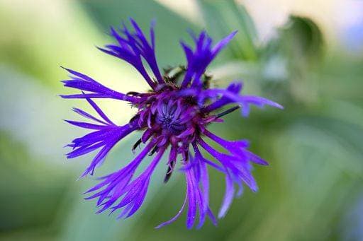 RECORD DATE NOT STATED A closeup shot of a purple mountain cornflower on a blurred background *** einer closeupe erschossen des einer lila Berg Kornblume am einer unscharf Hintergrund 3705390