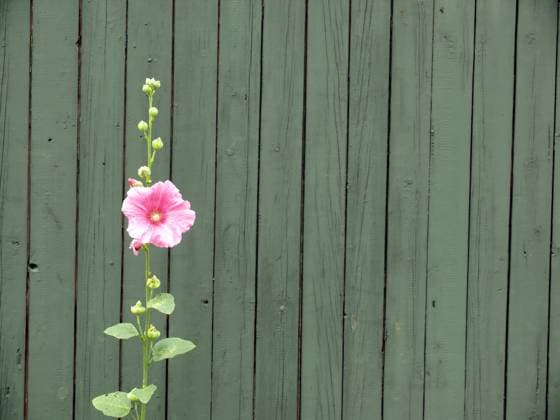 portrait of Alcea rosea (Alcea) against green wall Copyright: xBj?rnxErlandssonx xDesignxPicsx , 30767629 Copyright: RafaxIrustaxMachinx xDesignxPics 30767629