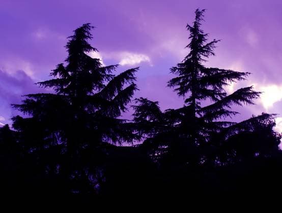 Silhouettes of two pine trees at sunset time Copyright: xGordanxPoropatx xDesignxPicsx , 30768986 Copyright: GordanxPoropatx xDesignxPics 30768986