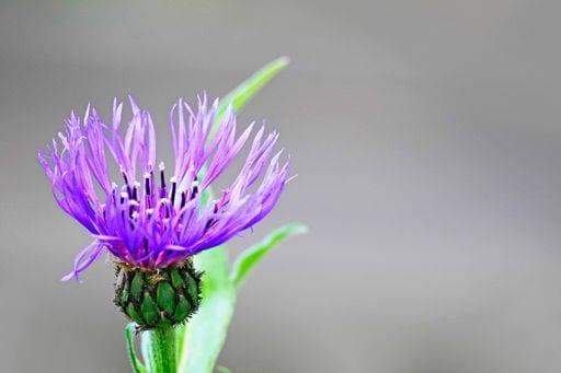 A shallow focus shot of a purple knapweed flower of the mountain (Centaurea montana) *** einer seicht Fokus erschossen des einer lila knapweed Blume des der Berg Centaurea montana 3734161