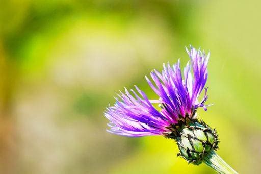 A shallow focus shot of a purple knapweed flower of the mountain (Centaurea montana) *** einer seicht Fokus erschossen des einer lila knapweed Blume des der Berg Centaurea montana 3734187