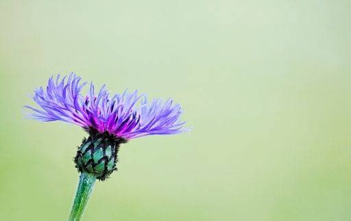 A shallow focus shot of a purple knapweed flower of the mountain (Centaurea montana) *** einer seicht Fokus erschossen des einer lila knapweed Blume des der Berg Centaurea montana 3734243