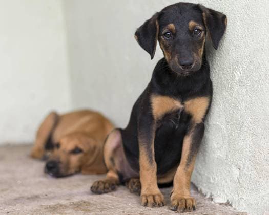  Niedliche Rettungshunde im Tierheim warten auf eine Adoption *** cute Rescue dogs at Animal shelter wait at a Adoption Copyright: imageBROKER/OleksandrxLatkun ibxole08509234.jpg