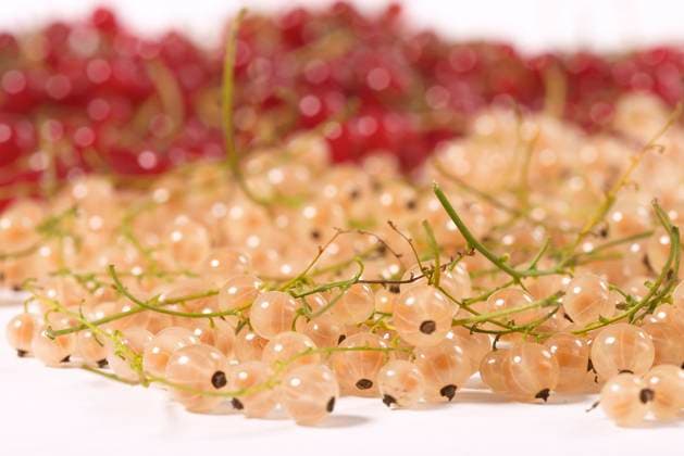 macro view of red and white currants on the white background Copyright: xGennadyxKravetskyx xDesignxPicsx , 30780515 Copyright: JirixVaclavekx xDesignxPics 30780515