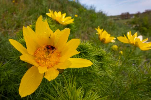 In diesen Tagen blühen auf den Oderhängen bei Lebus (Landkreis Märkisch-Oderland) die Adonisröschen (Adonis vernalis). Das eigentliche Verbreitungsgebiet von Adonisröschen liegt liegt in den westasiatisch-sibirischen Steppenregionen. Das größte Vorkommen außerhalb dieser Steppengebiete befindet sich auf den sonnigen Hängen an der Oder bei Lebus. *** In these days on the Oder slopes near Lebus district Märkisch Oderland Adonis vernalis The actual distribution area of Adonis vernalis lies in the West Asian Siberian steppe regions The largest occurrence outside these steppe areas is on the sunny slopes of the Oder near Lebus