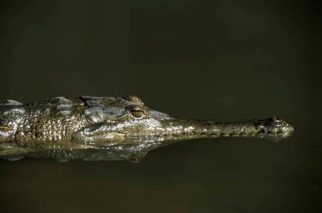 RECORD DATE NOT STATED Australia; Western Australia, The Kimberley s , Windjana Gorge, Crocodylus johnsoni, Freshwater crocodile 