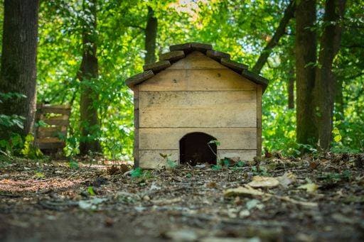 IMAGO Creative: Jahreszeit Herbst, Igel beziehen Winterquartier RECORD DATE NOT STATED A small brown wooden hedgehog house on the lush green forest ground *** einer kleine braune hölzern Igel Haus am der ueppige Grün Wald Masse 19047989