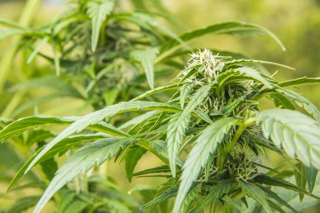 Cannabispflanze Cannabispflanze mit Knospen. Cannabis plant with buds. Copyright: xZoonar.com TorstenxRemptx 19629972
