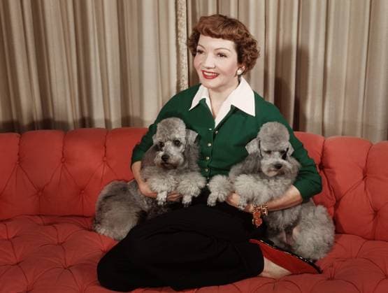 Claudette Colbert on a sofa, holding 2 dogs, circa 1948. File Reference 34408-497THA  Copyright: xCinemaxLegacyxCollection ThexHollywoodxArchivex 34408-497THA The Hollywood Archive
