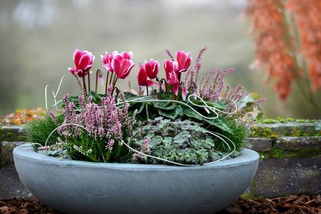 Composing: Zimmer-Alpenveilchen, Zimmeralpenveilchen, Alpenveilchen (Cyclamen persicum), Blumenschale bepflanzt mit Heidekraut und Alpenveilchen, Deutschland Florists Cyclamen (Cyclamen persicum), bowl with Heather and cyclamen, Germany BLWS686224 *** Room Cyclamen, Room alpine violets, Cyclamen Cyclamen persicum , Flower bowl planted with Heather and Cyclamen, Germany Florists Cyclamen Cyclamen persicum , Bowl With Heather and cyclamen, Germany BLWS686224 Copyright: xblickwinkel S.xKoerberx