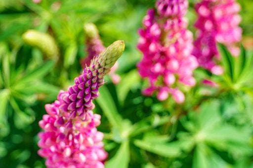 RECORD DATE NOT STATED A closeup of pink lupines growing in a garden with a blurry background *** einer closeupe des Rosa Lupinen wachsend ÊIn einer Garten mit einer blurry Hintergrund 3926763