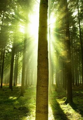 IMAGO Creative, Jahreszeit Herbst auf dem Land Sun beams showing through a pine forest. Copyright: xJamesxThewx xDesignxPicsx , 30829980 Copyright: JamesxThewx xDesignxPics 30829980