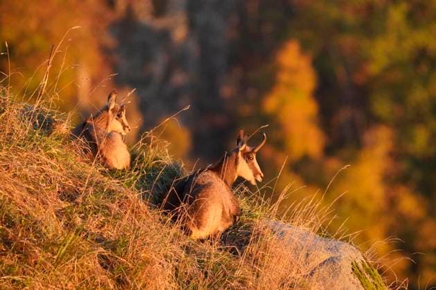 Zwei Gemsen, Gämse (Rupicapra rupicapra) bei Sonnenaufgang auf einer Wiese, wildlife, Vogesen, Frankreich, Europa *** Two Chamois, Chamois Rupicapra Rupicapra at Sunrise at a Meadow, wildlife, Vosges, France, Europe Copyright: imageBROKER RonaldxWittek ibxron08714942.jpg