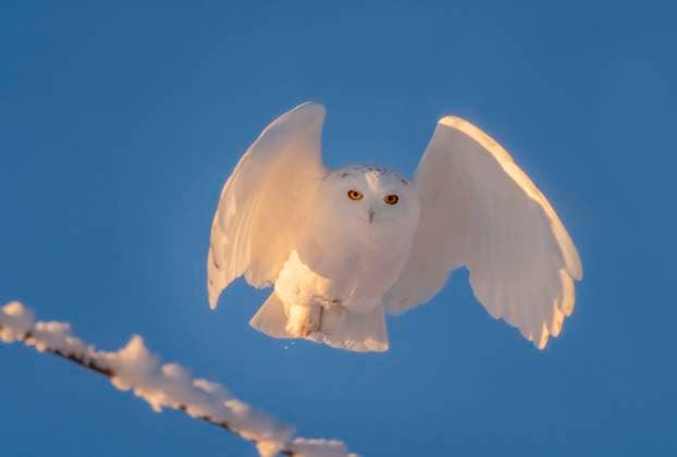 Creative Highlights World Snowy Owl in flight Snowy Owl Canada in Winter Prairies Saskatchewan Copyright: xZoonar.com MarkxDuffyx 19881033