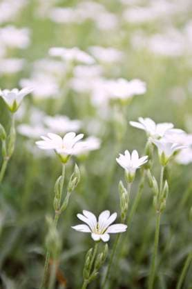 Floral background of cerastium snow-in-summer flowers close up Copyright: xElenaxElisseevax xDesignxPicsx , 30860252 Copyright: ElenaxElisseevax xDesignxPics 30860252