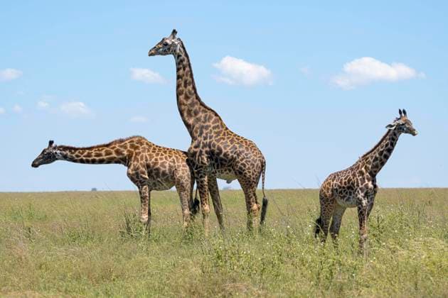 Massai-Giraffe (Giraffa tippelskirchi), Serengeti Nationalpark, Tansania, Afrika *** Massai Giraffe Giraffa tippelskirchi , Serengeti National Park, Tanzania, Africa Copyright: imageBROKER ErichxSchmidt ibxeri09246530.jpg