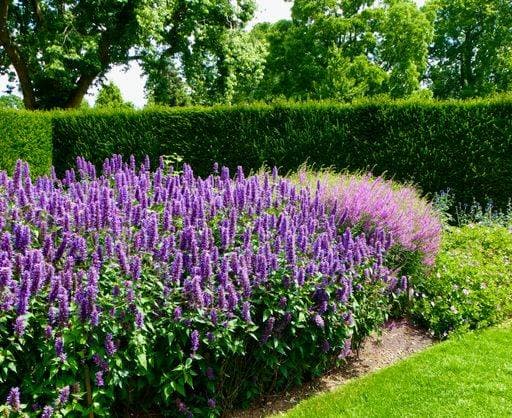 RECORD DATE NOT STATED The hedge of purple Agastache in a garden *** der hedge des lila Agastache ÊIn einer Garten 4379904