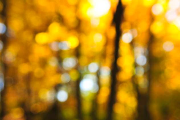 IMAGO Creative: Herbst, Lichtimpressionen Green natural background of out of focus autumn forest or bokeh Copyright: xElenaxElisseevax xDesignxPicsx , 30906591 Copyright: ElenaxElisseevax xDesignxPics 30906591