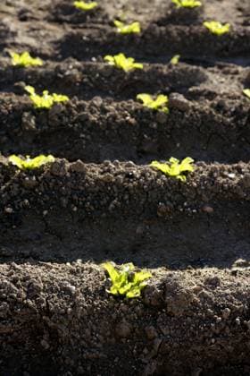 IMAGO Creative, Biodynamische Landwirtschaft Little lettuce sprouts brown field, green vegetable outbreaks perspective Copyright: xTONOxBALAGUERx xDesignxPicsx , 30906718 Copyright: TONOxBALAGUERx xDesignxPics 30906718