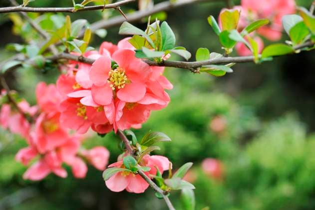 japanese quince branch - blossoming Copyright: xAlenaxBrozovax xDesignxPicsx , 30910821 Copyright: AlenaxBrozovax xDesignxPics 30910821