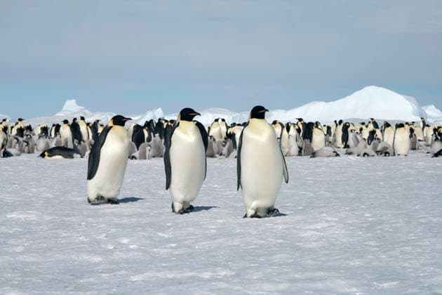 Emperor penguins (Aptenodytes forsteri) walking on the ice in the Weddell Sea, Antarctica Copyright: xRaldixSomersx xDesignxPicsx , 30922023 Copyright: RaldixSomersx xDesignxPics 30922023