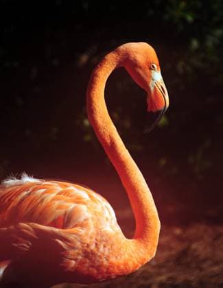 Wild flamingo in the Florida Everglades Copyright: xIvanxCholakovx xDesignxPicsx , 30940615 Copyright: DavidxSandonatox xDesignxPics 30940615