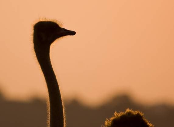 Ostrich silhouette against a orange sunset Copyright: xAltaxOosthuizenx xDesignxPicsx , 30954792 Copyright: PeterxKirillovx xDesignxPics 30954792
