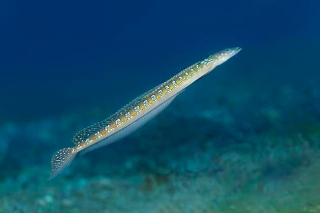 Creative Highlights World Langstrahliger Sandtaucher (Trichonotus elegans), Fisch, Seegraswiese, Sulusee, Pazifik, Apo Island Protected Landscape-Seascape, Negros, Visayas-Inseln, Philippinen, Asien *** Long beam Sand divers Trichonotus elegans , Fish, Seagrass meadow, Sulusee, Pacific, Apo Iceland Protected Landscape Seascape, Negros, Visayas Islands, Philippines, Asia Copyright: imageBROKER/NorbertxProbst iblnpr09263687.jpg