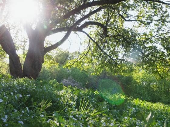 IMAGO Creative, Jahreszeit Frühling, Licht und Sonne Spring tree with Sun throughout crown Copyright: xElenaxPetrovax xDesignxPicsx , 30982081 Copyright: ElenaxPetrovax xDesignxPics 30982081