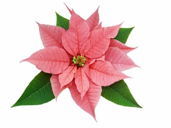 Poinsettia (Euphorbia pulcherrima ) isolated with clipping path Copyright: xMargoxHarrisonx xDesignxPicsx , 30990694 Copyright: SulixSulix xDesignxPics 30990694