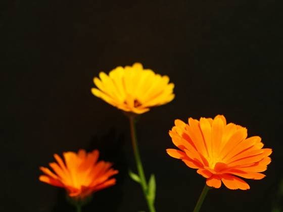 marigold on a blck background Copyright: xHans-JoachimxSchneiderx xDesignxPicsx , 31033887 Copyright: Hans-JoachimxSchneiderx xDesignxPics 31033887