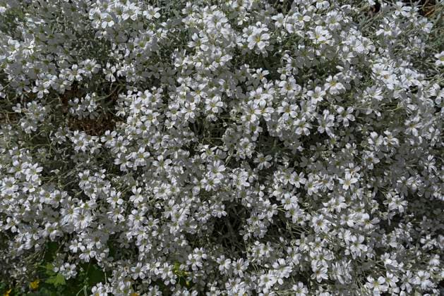  Blühendes Hornkraut (Cerastium tomentosum), Bayern, Deutschland, Europa *** Blühendes Hornwort Cerastium tomentosum , Bavaria, Germany, Europe Copyright: imageBROKER/HelmutxMeyerxzurxCapellen ibxmzc08344194.jpg