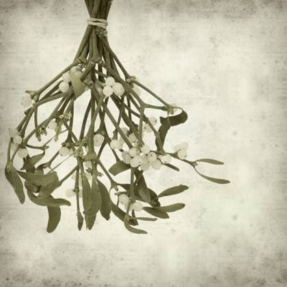 textured old paper background with Mistletoe with white berries Copyright: xtamara_kulikova@yahoo.co.ukxKulikovax xDesignxPicsx , 31066640 Copyright: tamara_kulikova@yahoo.co.ukxKulikovax xDesignxPics 31066640