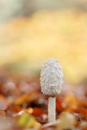 Coprinus comatus, Schopftintling, Spargelpilz, Schopfpilz, Tintenpilz Coprinus comatus, Schopftintling, Spargelpilz, Schopfpilz, Tintenpilz, Porzellantintling, Eiertintling - Coprinus comatus, known as Shaggy mane, Lawyer s wig, Shaggy ink cap, Shagg s wig Copyright: xZoonar.com LotharxHinzx 19886234