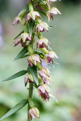 Epipactis helleborine, Breitblättrige Stendelwurz, Breitblättrige Sumpfwurz Epipactis helleborine, Breitblättrige Stendelwurz, Breitblättrige Sumpfwurz, Breitblättrige Sitter, Grüne Waldständel, Grüne Waldstendel - Epipactis helleborine, known as Broad helleborine, Broad-leaved helleborine, Broadleaf helleborine Copyright: xZoonar.com LotharxHinzx 19899375