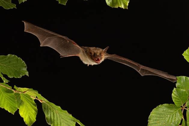 Großes Mausohr (Myotis myotis) im Flug, Niedersachsen, Deutschland, Europa *** Big Mouse-Clock Myotis Myotis at Flight, Lower Saxony, Germany, Europe Copyright: imageBROKER FranzxChristophxRobiller iblrob08505503.jpg