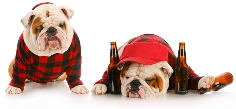 drunk dogs - two english bulldogs that have partied too hard Copyright: xJohnxxMcAllisterx xDesignxPicsx , 31097523 Copyright: JohnxxMcAllisterx xDesignxPics 31097523