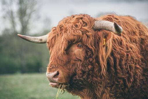 IMAGO Creative, Biodynamische Landwirtschaft A beautiful shot of an adult Scottish Highland cow grazing on the grass during daytime *** einer Schönes erschossen des An&Verkauf Erwachsener schottische Highland Kuh grasend am der Gras während daytime 5873640