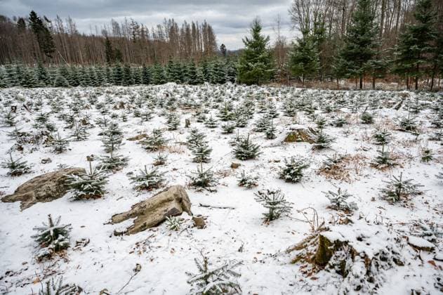 fir-tree christmas tree plantage with young small trees during winter with snow landscape fir-tree christmas tree plantage with young small trees during winter with snow landscape Copyright: xZoonar.com MarkusxBeckx 19907852