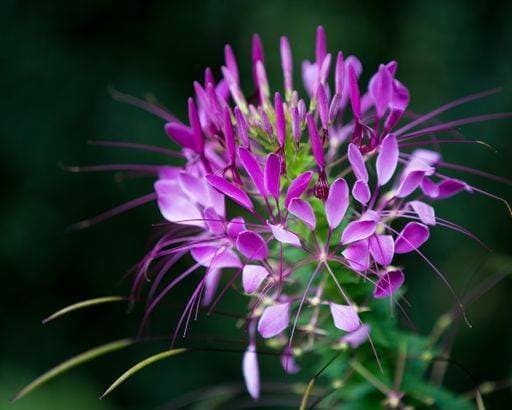 A selective of a Cleome flower *** einer selektive des einer Cleome Blume 5961334