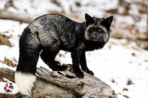 RECORD DATE NOT STATED A silver fox standing on a tree bark in the forest on a snowy winter day *** einer Silber Fuchs stehend am einer Baum Rinde ÊIn der Wald am einer Verschneite winterlichen Tag 5996159