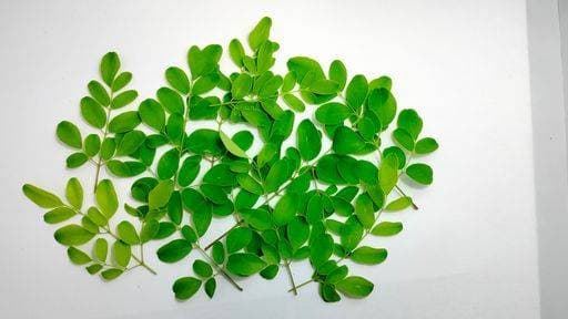 RECORD DATE NOT STATED Green moringa branches on a white background *** Grün moringa Zweige am einer weiß Hintergrund 6110564