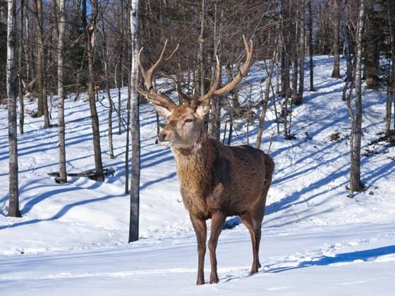 Male Red Deer in winter Copyright: xericxinghelsx xDesignxPicsx , 31134949 Copyright: ericxinghelsx xDesignxPics 31134949