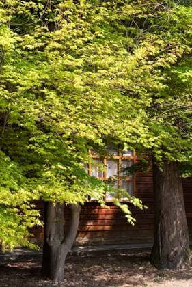 IMAGO Creative, Jahreszeit Frühling, Licht und Sonne Green maple trees with house in daytime, focus on leaves. Copyright: xElwynnx@CreStockx xDesignxPicsx , 31136198 Copyright: Elwynnx@CreStockx xDesignxPics 31136198