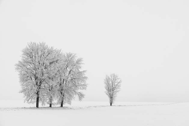 verschneite Bäume Winterlandschaft schwarz weiss verschneite Bäume Winterlandschaft schwarz weiss Copyright: xZoonar.com DanielxKühnex 19919844
